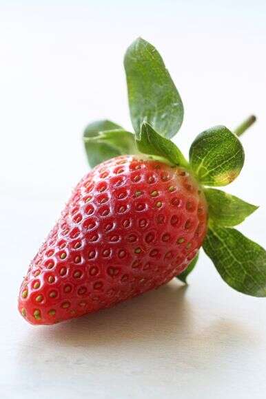 תות | אפרת ליכטנשטט תות | אפרת ליכטנשטט