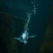 פינגווין | AFP