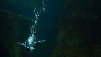 פינגווין | AFP