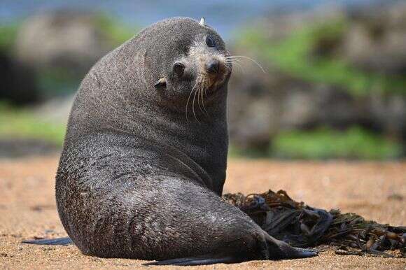 כלב ים בניו זילנד | AFP
