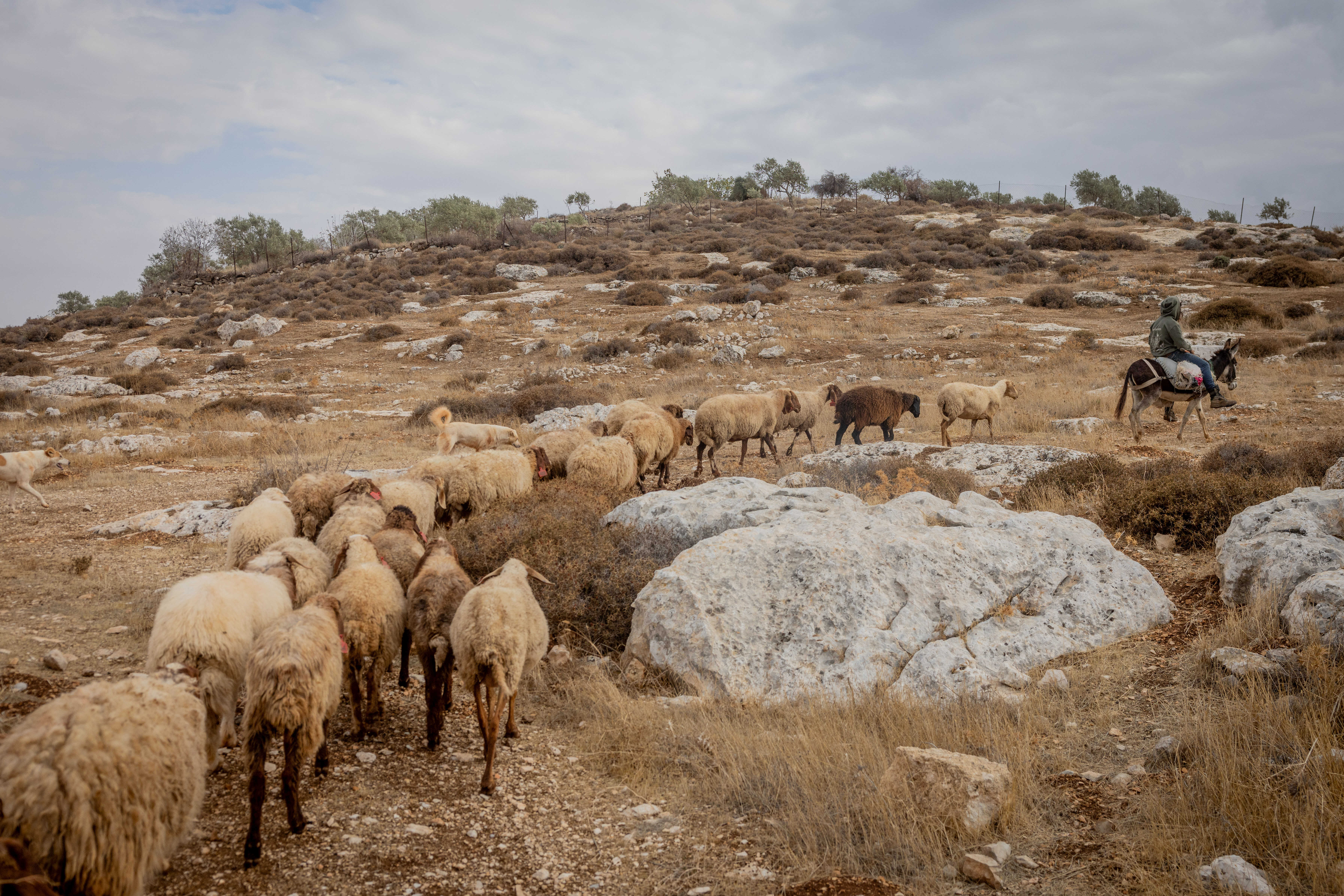 רועה וצאנו, נובמבר 2025 | חיים גולדברג, פלאש 90