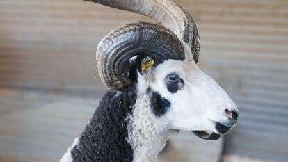 כבשי יעקב, זן מיוחד של כבשים מרובי קרניים שיובא לארץ | צילום: אנשו ג'וש, ג'יני