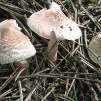 פטריה רעילה מסוג Lepiota brunneoincarnata | Strobilomyces, ויקיפדיה