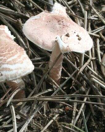 פטריה רעילה מסוג Lepiota brunneoincarnata | Strobilomyces, ויקיפדיה