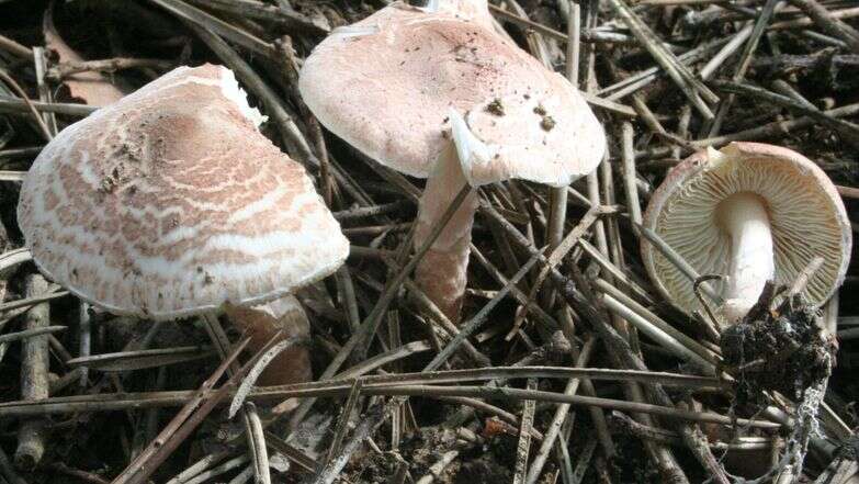 פטריה רעילה מסוג Lepiota brunneoincarnata | Strobilomyces, ויקיפדיה
