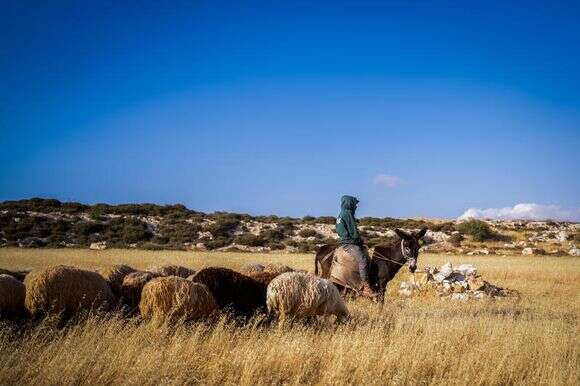 "יש לחבר'ה אמירה 'מוזרה': 'כל הארץ אשר אתה רואה לך אתננה'" רועה צאן. | צילום: משה שלייפר - פלאש 90 "יש לחבר'ה אמירה 'מוזרה': 'כל הארץ אשר אתה רואה לך אתננה'" רועה צאן. | צילום: משה שלייפר - פלאש 90