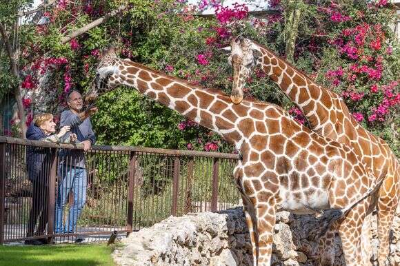 ד"ר עמלה עינת ושאולי אלבלק | יוסי אלוני