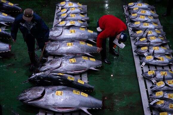 שוק הטונה ביפן | AP שוק הטונה ביפן | AP