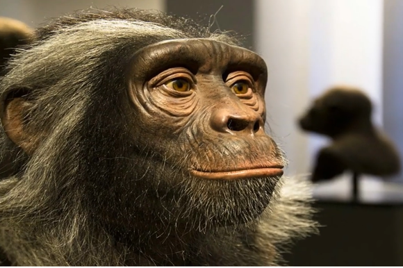 הדמיה של סהלאנתרופוס צ'אדנסיס | צילום מסך מיוטיוב