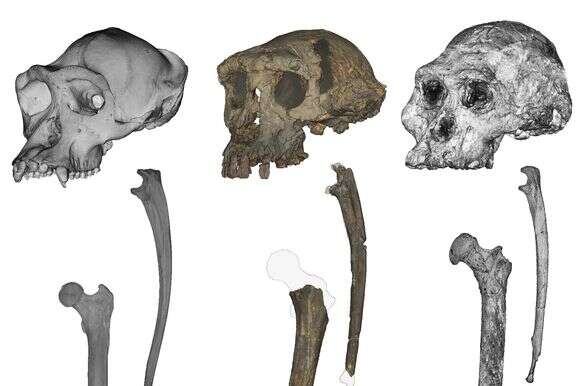 שרידי עצמות שנמצאו במדבר בצ'אד | t Williams/NYU; Jason Heaton/University of Alabama at Birmingham