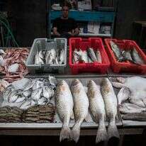 דגים למכירה בשוק בעיר העתיקה של עכו | נתי שוחט/Flash90
