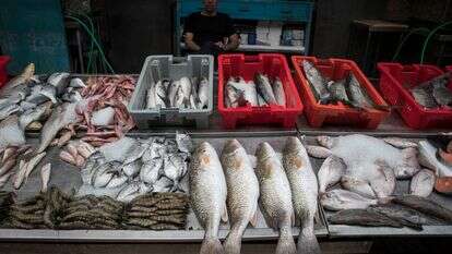 דגים למכירה בשוק בעיר העתיקה של עכו | נתי שוחט/Flash90 דגים למכירה בשוק בעיר העתיקה של עכו | נתי שוחט/Flash90