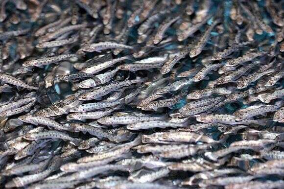 דגים בקיבוץ דן | חיים שוחט /Flash90 דגים בקיבוץ דן | חיים שוחט /Flash90