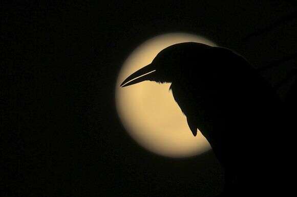 צללית של עורב בזמן ירח מלא מלה צ'וררה, פנמה | EPA/Bienvenido Velasco