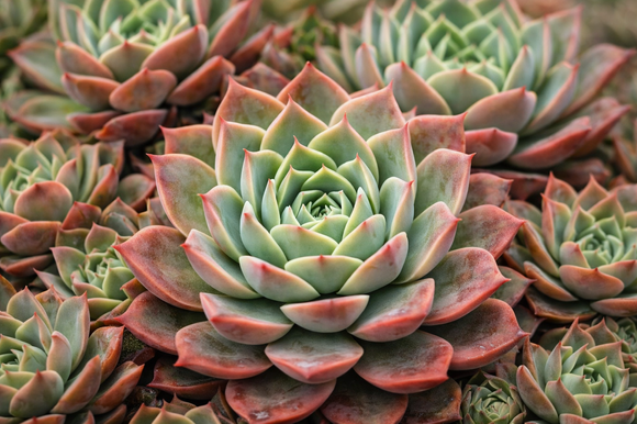 סוקולנטים | בינה מלאכותית