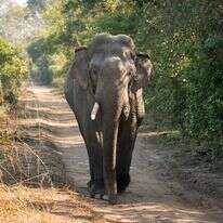 פיל הודי | שאטרסטוק