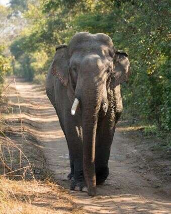 פיל הודי | שאטרסטוק