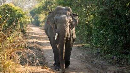פיל הודי | שאטרסטוק