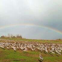 עגלת המסתור באגמון החולה | מויש לוי, קק"ל