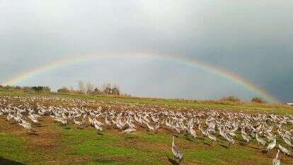 עגלת המסתור באגמון החולה | מויש לוי, קק"ל