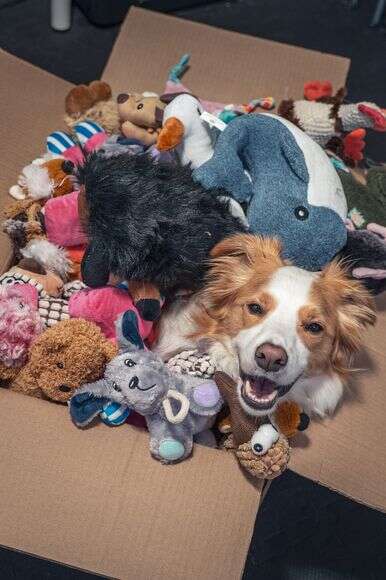 מיסו, כלב בורדר קולי זכר בן 6 מקנדה, מכיר את שמותיהם של כ-200 צעצועים | ורוניקה סואן