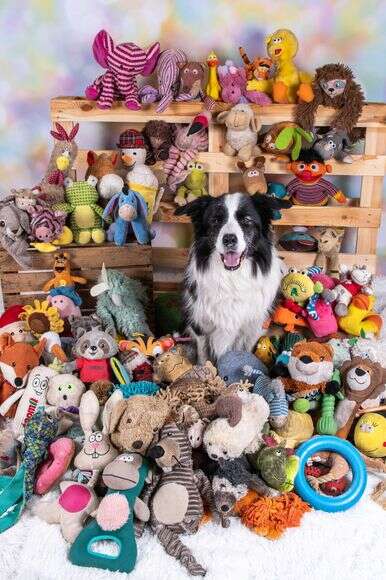 רפי, כלב בורדר קולי זכר בן 9 מגרמניה, היה גם הוא בין משתתפי המחקר | סטפני לינדמן