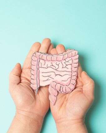 המעי הגס, אילוסטרציה | שאטרסטוק