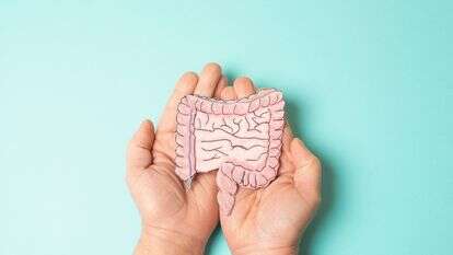 המעי הגס, אילוסטרציה | שאטרסטוק