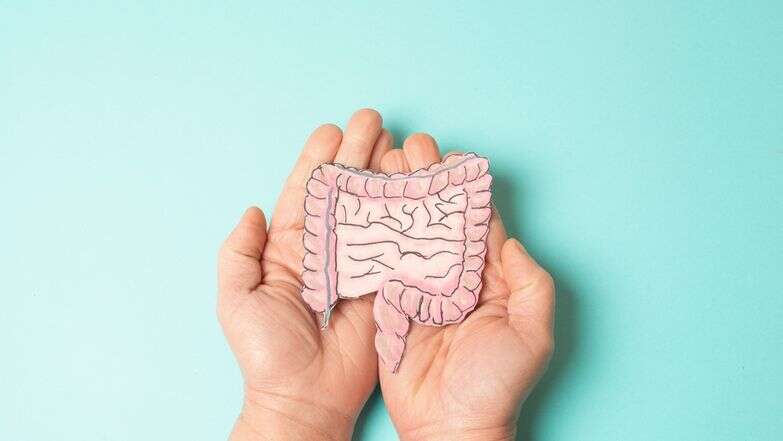 המעי הגס, אילוסטרציה | שאטרסטוק