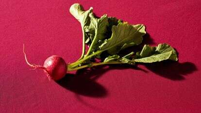 צנוניות | ג'סטין טסוקאלאס סטיילינג: ליסה צ'רקסקי עבור הוושינגטון פוסט צנוניות | ג'סטין טסוקאלאס סטיילינג: ליסה צ'רקסקי עבור הוושינגטון פוסט