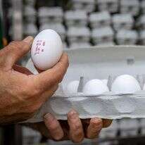 קרטוני ביצים למכירה בסופרמרקט בירושלים | אוליבייה פיטוסי/Flash90 קרטוני ביצים למכירה בסופרמרקט בירושלים | אוליבייה פיטוסי/Flash90