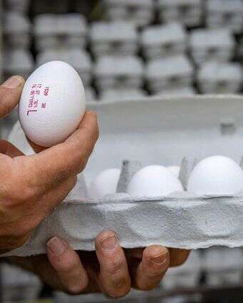 קרטוני ביצים למכירה בסופרמרקט בירושלים | אוליבייה פיטוסי/Flash90 קרטוני ביצים למכירה בסופרמרקט בירושלים | אוליבייה פיטוסי/Flash90