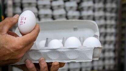 קרטוני ביצים למכירה בסופרמרקט בירושלים | אוליבייה פיטוסי/Flash90 קרטוני ביצים למכירה בסופרמרקט בירושלים | אוליבייה פיטוסי/Flash90