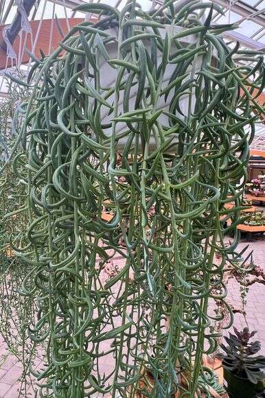 צמחייה במשתלה | ג'סיקה דמיאנו דרך AP צמחייה במשתלה | ג'סיקה דמיאנו דרך AP