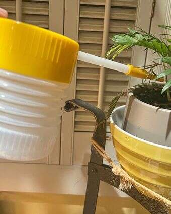 קוטל חרקים טבעי | ג'סיקה דמיאנו דרך AP