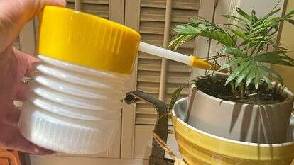 קוטל חרקים טבעי | ג'סיקה דמיאנו דרך AP קוטל חרקים טבעי | ג'סיקה דמיאנו דרך AP