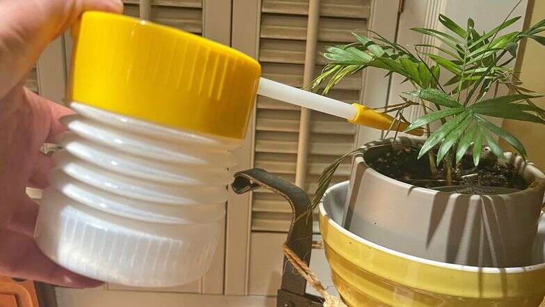 קוטל חרקים טבעי | ג'סיקה דמיאנו דרך AP