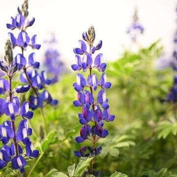 תורמוס ישראלי | מנדי הכטמן, פלאש 90