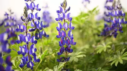 תורמוס ישראלי | מנדי הכטמן, פלאש 90