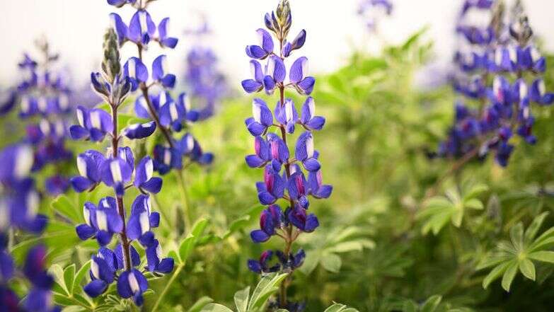 תורמוס ישראלי | מנדי הכטמן, פלאש 90