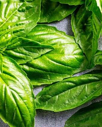 בזילקום | סקוט סוצ'מן עבור הוושינגטון פוסט