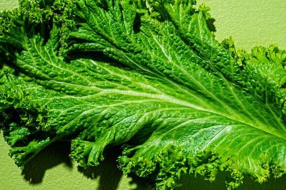 עלי חרדל | סקוט סוצ'מן עבור הוושינגטון פוסט