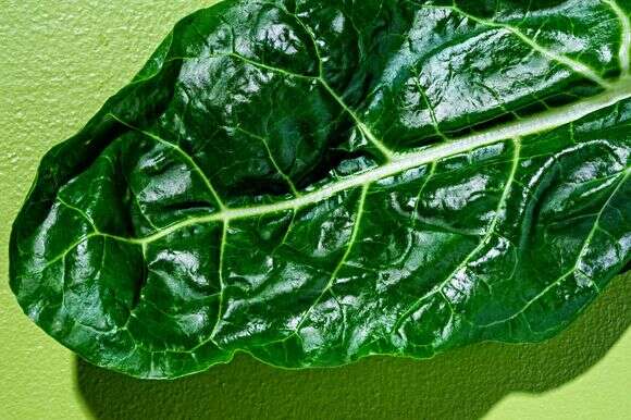 מנגולד | סקוט סוצ'מן עבור הוושינגטון פוסט