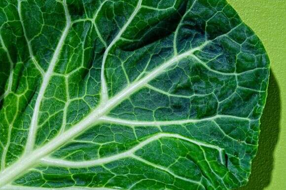 כרוב | סקוט סוצ'מן עבור הוושינגטון פוסט