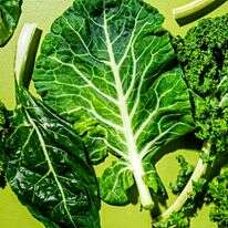 עלי החורף הירוקים | סקוט סוצ'מן עבור הוושינגטון פוסט