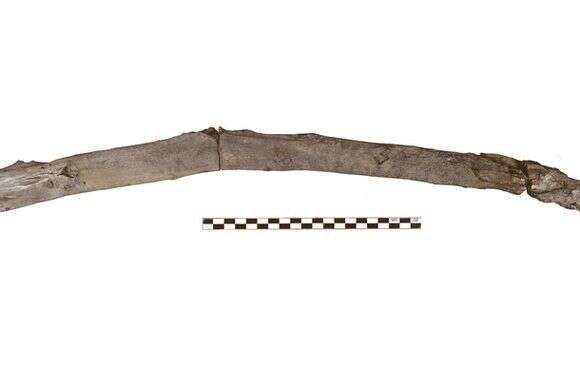 תמונה ללא תאריך זו, שסופקה על ידי קטרינה הרוואטי, מציגה כלי עץ בן 430,000 שנה מיוון, שככל הנראה שימש לחפירה | קטרינה הרוואטי, דימיטריס מיכאילידיס דרך AP תמונה ללא תאריך זו, שסופקה על ידי קטרינה הרוואטי, מציגה כלי עץ בן 430,000 שנה מיוון, שככל הנראה שימש לחפירה | קטרינה הרוואטי, דימיטריס מיכאילידיס דרך AP