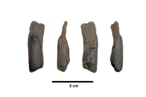 תמונה ללא תאריך זו, שסופקה על ידי קטרינה הרוואטי, מציגה זוויות שונות של כלי עץ בן 430,000 שנה מיוון | קטרינה הרוואטי, ניקולס תומפסון דרך AP תמונה ללא תאריך זו, שסופקה על ידי קטרינה הרוואטי, מציגה זוויות שונות של כלי עץ בן 430,000 שנה מיוון | קטרינה הרוואטי, ניקולס תומפסון דרך AP
