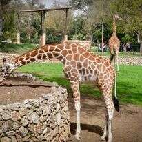 ג'ירפה בספארי. עתידה לעבוד למקום חדש | אבשלום ששוני, פלאש 90