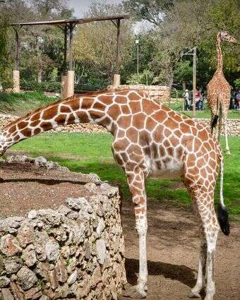 ג'ירפה בספארי. עתידה לעבוד למקום חדש | אבשלום ששוני, פלאש 90 ג'ירפה בספארי. עתידה לעבוד למקום חדש | אבשלום ששוני, פלאש 90