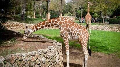 ג'ירפה בספארי. עתידה לעבוד למקום חדש | אבשלום ששוני, פלאש 90